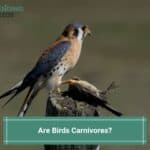 Are Birds Carnivores? (2023)