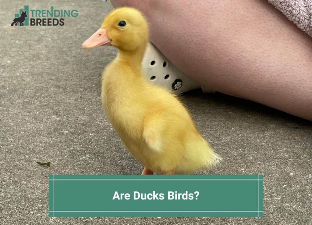 Are-Ducks-Birds-template