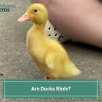 Are-Ducks-Birds-template