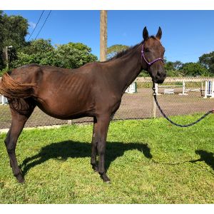 Are-Horseshoes-A-Must-For-My-Horse