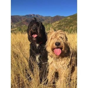 Arrow-T-Pets