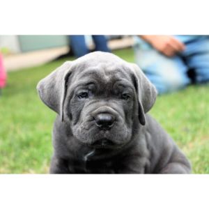 Avalanche-Cane-Corso