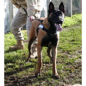 Belgian-Malinois-of-Kentucky