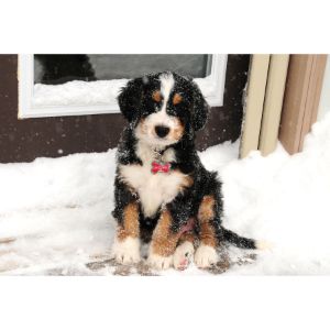 Bernedoodle-Puppies-For-Sale-by-Breeders-in-Michigan