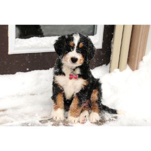Bernedoodle-Puppies-For-Sale-by-Breeders-in-Michigan