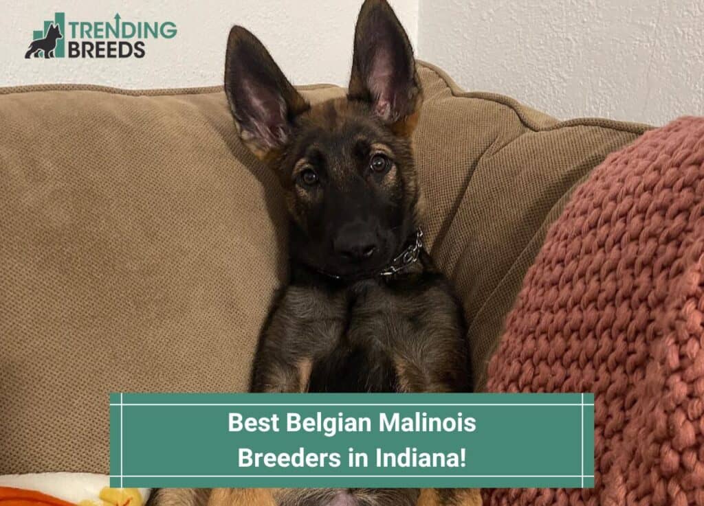 Best-Belgian-Malinois-Breeders-in-Indiana-template