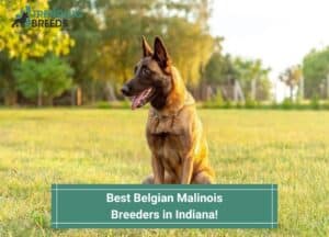 Best-Belgian-Malinois-Breeders-in-Indiana-template