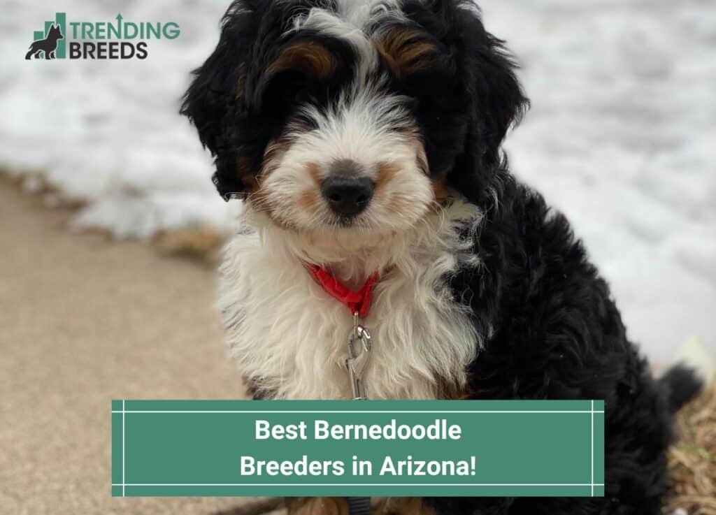 Best-Bernedoodle-Breeders-in-Arizona-template