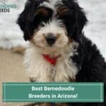 4 Best Bernedoodle Breeders in Arizona! (2023)