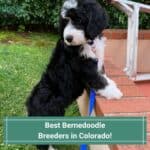 4 Best Bernedoodle Breeders in Colorado! (2023)