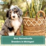 Best-Bernedoodle-Breeders-in-Michigan-template