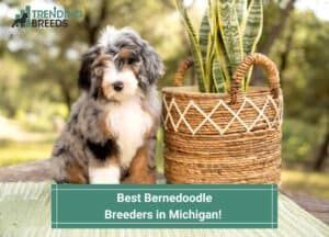 Best-Bernedoodle-Breeders-in-Michigan-template
