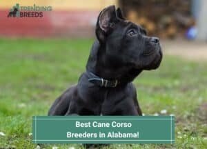 Best-Cane-Corso-Breeders-in-Alabama-template