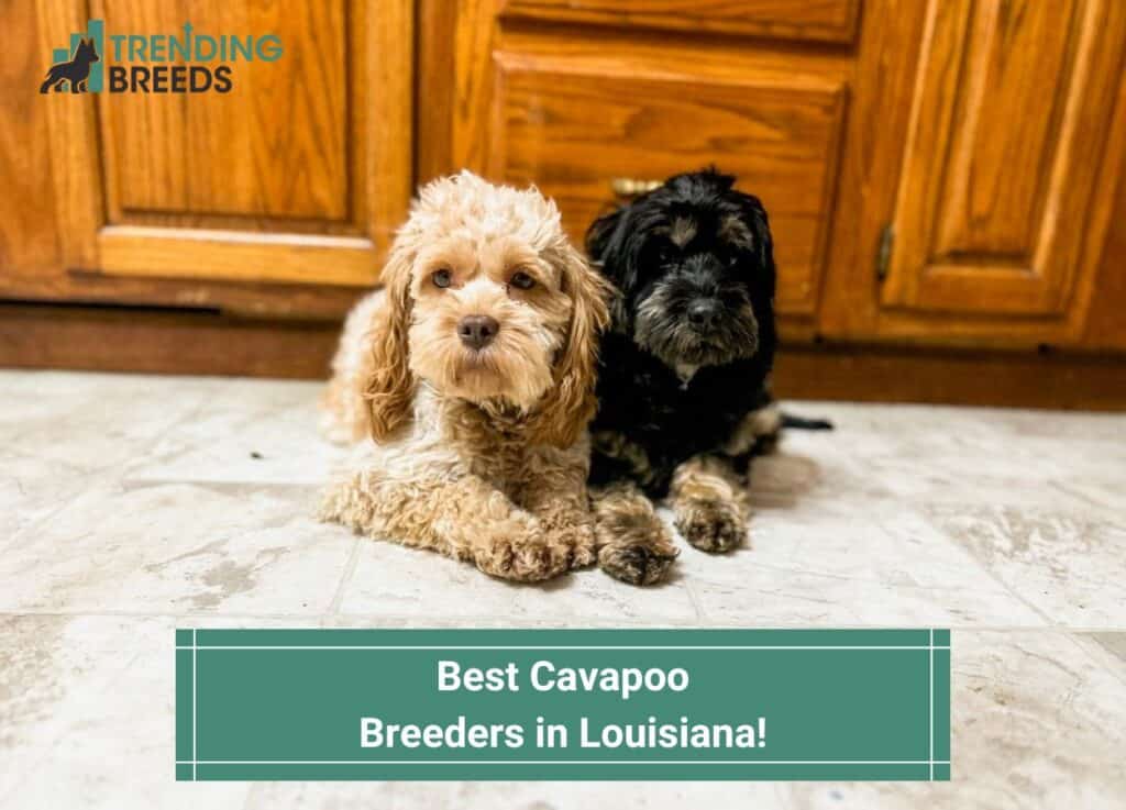 Best-Cavapoo-Breeders-in-Louisiana-template