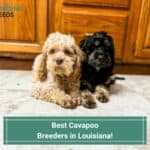 Best-Cavapoo-Breeders-in-Louisiana-template