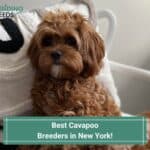 5 Best Cavapoo Breeders in New York! (2023)