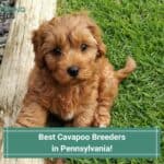 5 Best Cavapoo Breeders in Pennsylvania! (2023)
