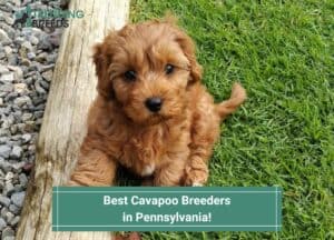 Best-Cavapoo-Breeders-in-Pennsylvania-template