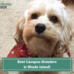 4 Best Cavapoo Breeders in Rhode Island! (2023)