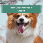 Best Corgi Rescues in Oregon