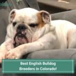7 Best English Bulldog Breeders in Colorado! (2023)