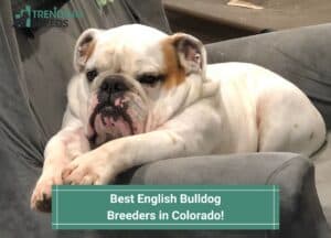 Best-English-Bulldog-Breeders-in-Colorado-template