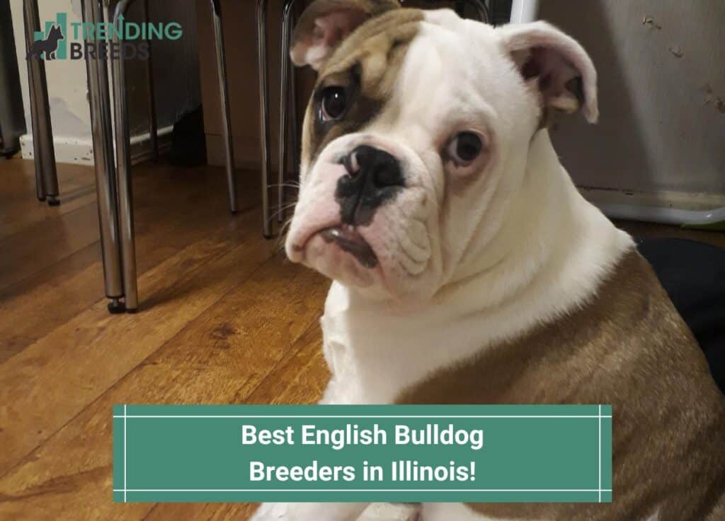 Best-English-Bulldog-Breeders-in-Illinois-template