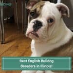 6 Best English Bulldog Breeders in Illinois! (2023)
