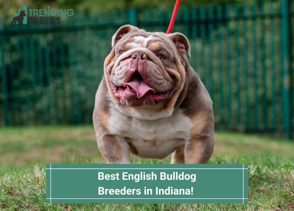Best-English-Bulldog-Breeders-in-Indiana-template