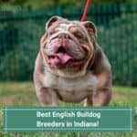 6 Best English Bulldog Breeders in Indiana! (2023)