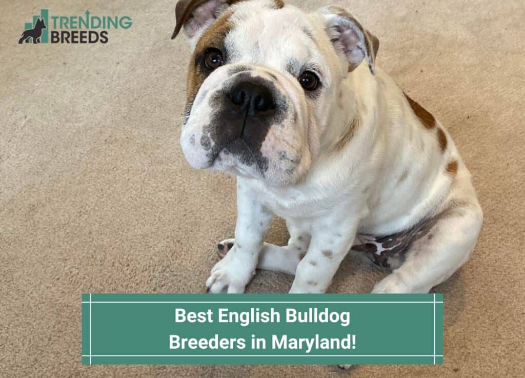 Best-English-Bulldog-Breeders-in-Maryland-template