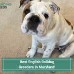 5 Best English Bulldog Breeders in Maryland! (2023)