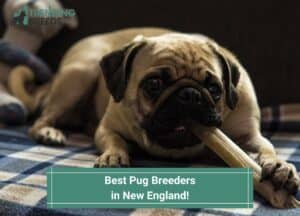 Best-Pug-Breeders-in-New-England-template