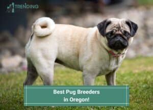 Best-Pug-Breeders-in-Oregon-template