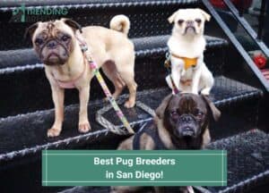 Best-Pug-Breeders-in-San-Diego-template