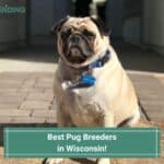 5 Best Pug Breeders in Wisconsin! (2023)