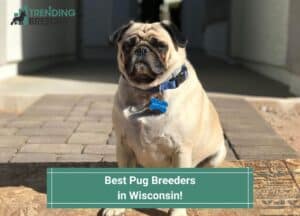 Best-Pug-Breeders-in-Wisconsin-template