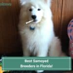 Best-Samoyed-Breeders-in-Florida-template