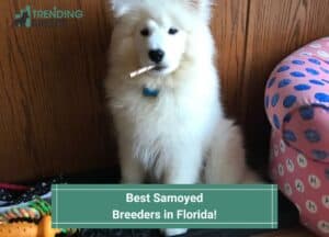Best-Samoyed-Breeders-in-Florida-template