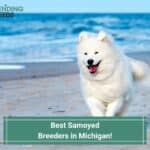 Best-Samoyed-Breeders-in-Michigan-template