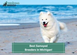Best-Samoyed-Breeders-in-Michigan-template