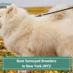 6 Best Samoyed Breeders in New York (NY)! (2023)
