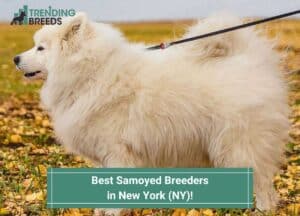 Best-Samoyed-Breeders-in-New-York-NY-template