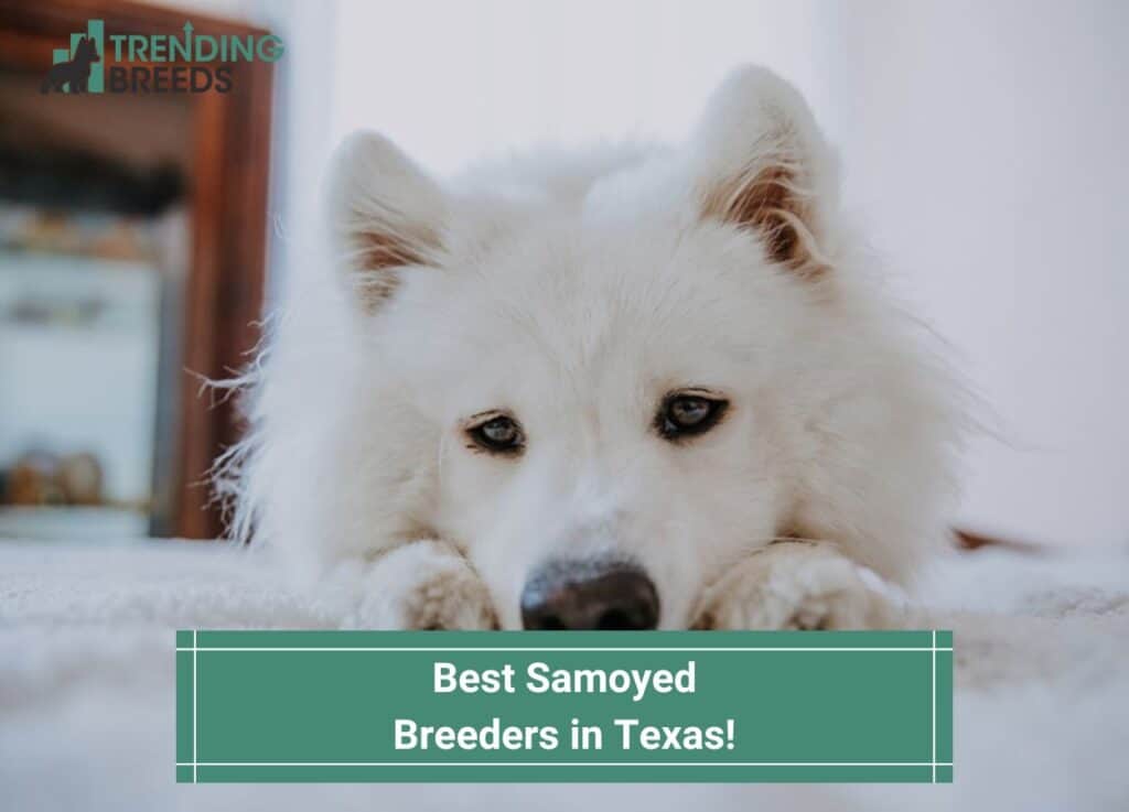 Best-Samoyed-Breeders-in-Texas-template