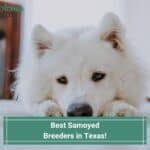 Best-Samoyed-Breeders-in-Texas-template