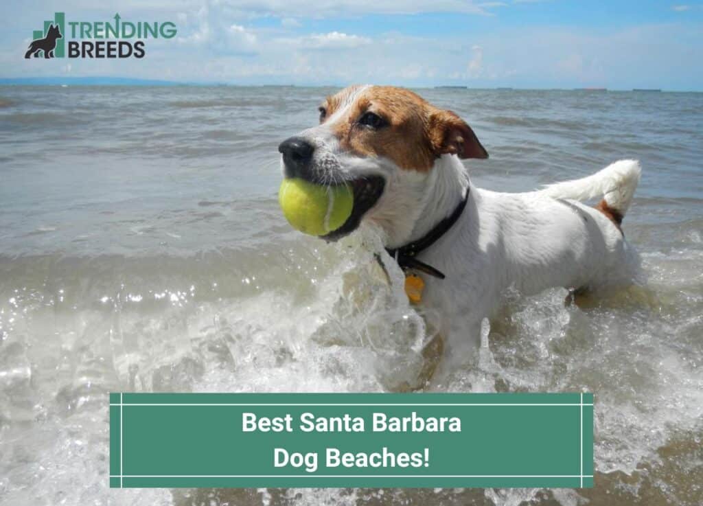 8 Best Santa Barbara Dog Beaches! (2024)