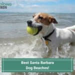 8 Best Santa Barbara Dog Beaches! (2023)