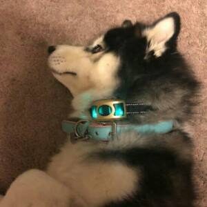 Best Shock Collar for Puppy Biting