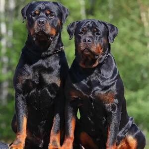 Best Shock Collars for Rottweilers