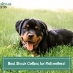 Best Shock Collars for Rottweilers template